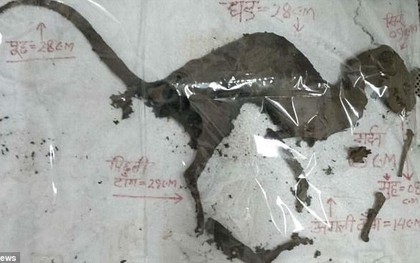 Tìm thấy xác ướp giống khủng long được bảo quản nguyên vẹn, phần thịt vẫn còn trên cơ thể