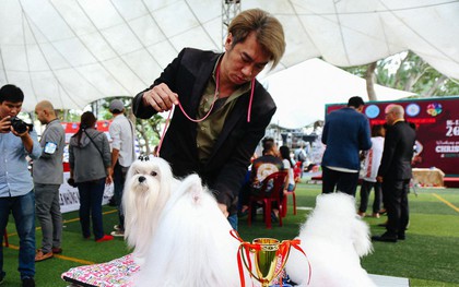 Ngắm những chú chó quý tộc giá nghìn USD tại Dog show 2017 ở Sài Gòn