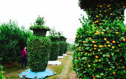 Độc đáo vườn quất kiểng dáng lộc bình cao tới 3 mét, giá chục triệu đồng phục vụ Tết Nguyên đán