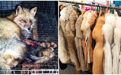 Đằng sau những món quà áo lông đắt tiền dịp Giáng sinh là số phận đau thương của hàng triệu con cáo, chồn