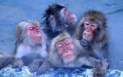 Thời tiết giá lạnh, khỉ ở Nhật Bản rủ nhau ngâm suối nước nóng, đốt lửa trại nướng khoai ăn
