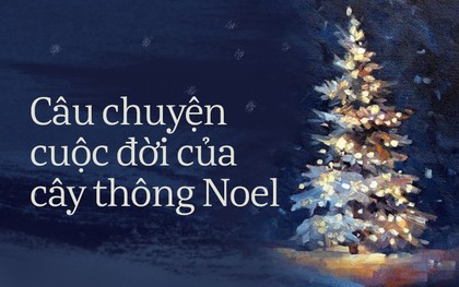 Số phận của cây thông sau đêm Giáng sinh: Bị chủ nhân thẳng tay vứt bỏ hay lại được trở về với thiên nhiên