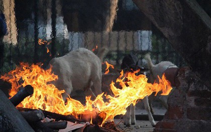 Bật máy sưởi, đốt lửa để giữ ấm cho động vật quý hiếm ở Vườn thú Hà Nội