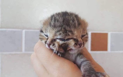 Chú mèo có tới hai khuôn mặt cùng mọc trên một đầu duy nhất