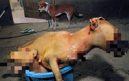 Hình ảnh rùng rợn trong những trang trại thịt chó: Nỗi đau của những chú chó phải chứng kiến cái chết của đồng loại