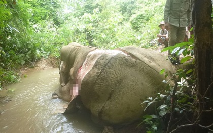 Thảm cảnh những chú voi châu Á: Hết chặt ngà đến bị lột da dã man để làm đồ trang sức