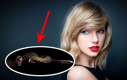 Hóa ra loài rắn trong bản hit mà Taylor Swift mới tung ra "không hề tầm thường"