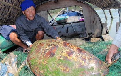 Người dân Hà Tĩnh bắt được con rùa vàng "khủng" nặng hơn 45kg