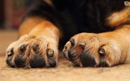 Bạn có tin: Chân chó nhà bạn có mùi... bỏng ngô?