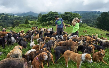 "Thiên đường" của hơn 900 chú chó hoang: Địa điểm hội yêu chó nhất định sẽ thích mê khi ghé thăm