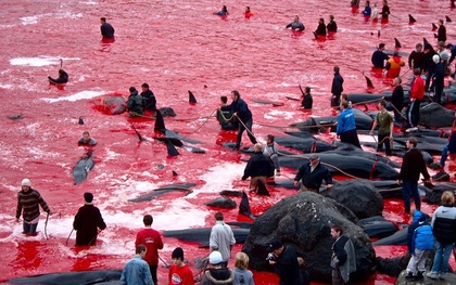 Cả vùng nước chuyển đỏ vì máu: Thảm cảnh hàng ngàn chú cá voi hoa tiêu bị giết hại, xả thịt dã man bên bờ biển