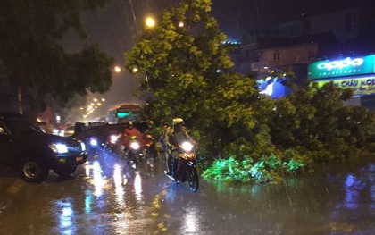 Hà Nội: Gió lốc lớn,  xà cừ đổ chắn ngang đường Phạm Văn Đồng