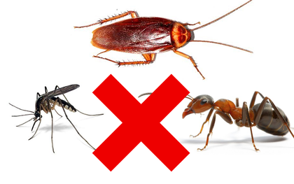 Mách bạn 3 mẹo an toàn giúp bạn trừ khử mấy con côn trùng đáng ghét