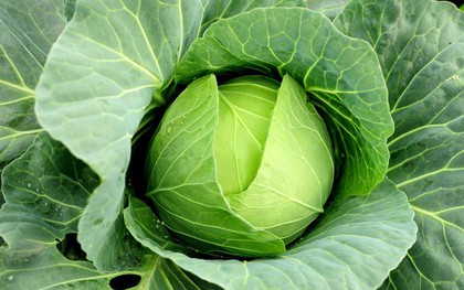 Có những loại rau củ chứa ít calo nhưng mang đến cho bạn nhiều dinh dưỡng tuyệt vời