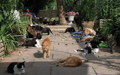 Ghé thăm RAPS - thánh địa của những con mèo bị bỏ rơi lớn nhất Bắc Mỹ