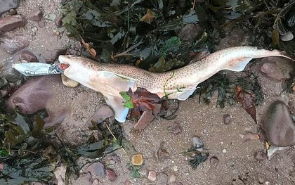 Thêm một hình ảnh đau lòng nữa về ô nhiễm rác nhựa: cá mập chết khi đang ngậm vỏ chai nước