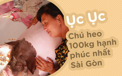 Người mẹ đơn thân ở Sài Gòn nuôi heo 100kg như thú cưng trong nhà: "Nó đang giảm cân, con gái con đứa gì mập quá chừng!"