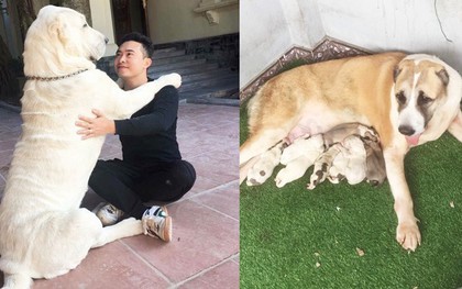 Chó bố nặng gần 90 kg và đàn chó con hiếm “gây sốt” mạng xã hội Việt