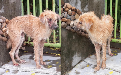 Thương cảm câu chuyện chú chó nhỏ bị bệnh nặng chọn cái chết xa nhà và gặp được chàng thanh niên tốt bụng