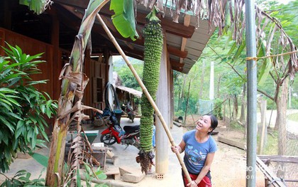 Độc đáo buồng chuối gần 2.000 quả