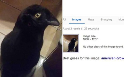 Bức ảnh con quạ đen gây hoang mang MXH, đến cả Google cũng dính cú lừa