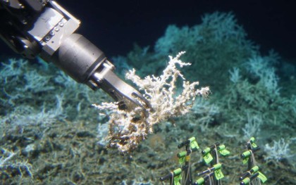 Các nhà khoa học mới tìm ra một rạn san hô khổng lồ lẩn khuất dưới đáy đại dương