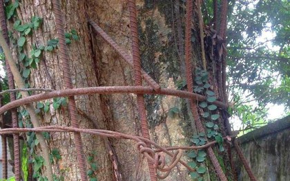 Ly kỳ chuyện cây sưa giá trăm tỷ ở Hà Nội, người dân mất ăn mất ngủ thay nhau canh giữ, mặc áo giáp sắt để chống kẻ trộm