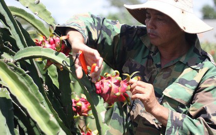 Thanh long rớt giá thảm hại, 2.000 đồng/kg vẫn không có người mua