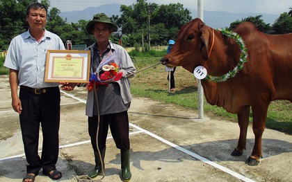 Kỳ lạ cuộc thi "hoa hậu" dành cho... bò ở Quảng Nam