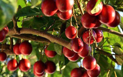 Thực hư về loại cà chua có giá cả triệu đồng/kg?