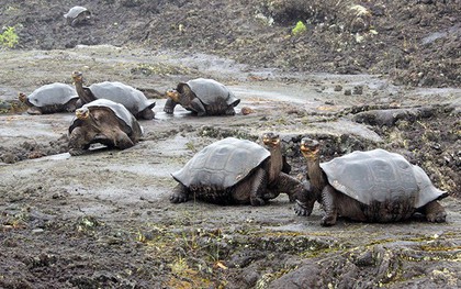 123 con rùa non trên quần đảo Galapagos bị đánh cắp