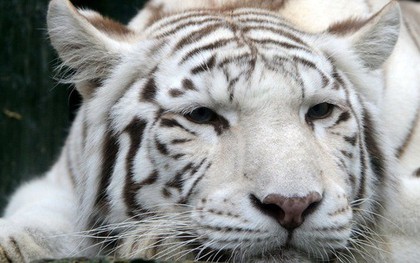 Hổ trắng quý hiếm vồ chết nhân viên sở thú Nhật Bản