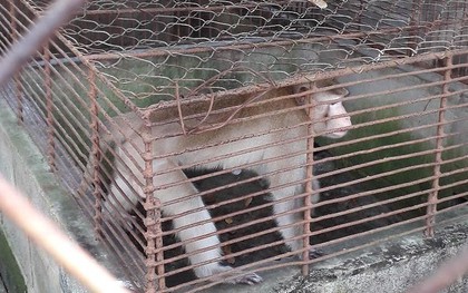 Thực hư thú nuôi bị ngược đãi ở Công viên nước Củ Chi