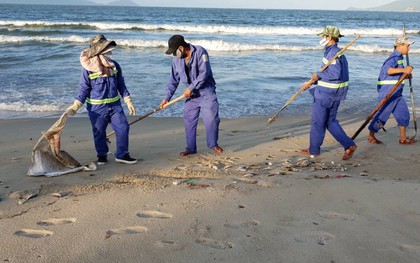 Cá chết hàng loạt, dạt vào bờ biển Đà Nẵng: Do nổ mìn đánh cá?