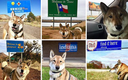 Chó cưng bị ung thư, Thị trưởng Massachusetts hủy hết lịch làm việc để đưa chú đi du lịch quanh nước Mỹ lần cuối cùng