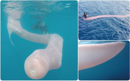 Tưởng giun biển khổng lồ dài đến 8m, nhưng sự thật đằng sau nó chắc chắn sẽ khiến bạn bất ngờ