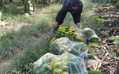 Tin mới vụ cả ngàn buồng chuối nghi bị xịt thuốc ép chín non