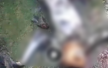 Hai người đàn ông giết khỉ dã man, lấy thịt ăn sống rồi livestream khai gì tại cơ quan điều tra?