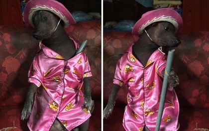 Chú chó trong bộ pyjama màu hồng thắm khiến cư dân mạng cười không nhặt được mồm