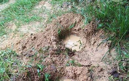 Voi rừng xuất hiện tàn phá cây cối của người dân Nghệ An