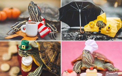Cuộc sống sang chảnh của 2 chú rùa tai đỏ đang chiếm trọn trái tim người dùng Instagram