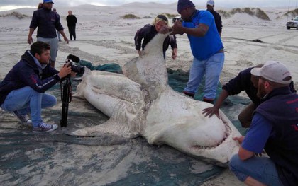 Cá mập trắng bị săn đuổi chết rục hàng loạt, nhưng thủ phạm lần này không phải con người