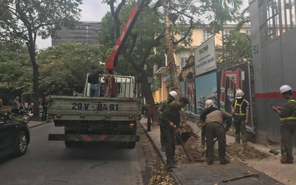 Hà Nội: Cây bằng lăng bật gốc, đổ trúng xe Camry đậu trên vỉa hè