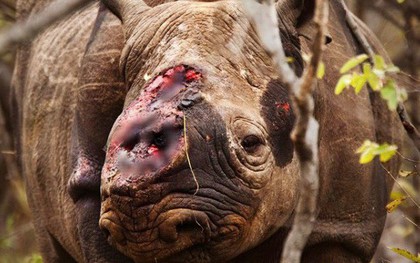 Bức ảnh "Chú tê giác cụt sừng với đôi mắt buồn" dậy sóng trên truyền thông quốc tế và câu chuyện đau lòng phía sau
