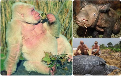 9 loài vật hiếm cực độ có khả năng tuyệt chủng trước cả khi bạn biết đến chúng
