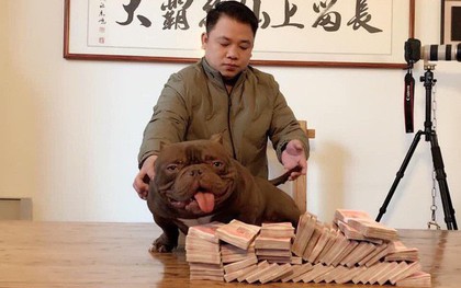 Chú chó trị giá 2,6 tỷ đồng mà đại gia Biên Hòa lặn lội sang Trung Quốc mua bằng được là giống cơ bắp siêu khủng, đắt nhất thế giới