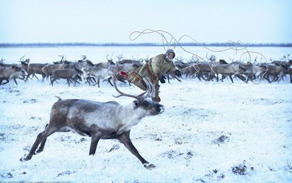 Những khoảnh khắc đời thường của Nenets: Bộ lạc du mục chuyên ăn thịt sống, uống máu tuần lộc