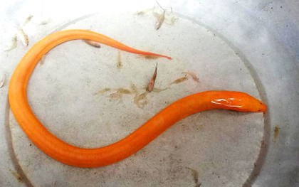 Nghệ An: Anh nông dân bắt được lươn vàng dài nửa mét, có người trả giá 75 triệu đồng