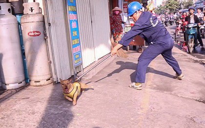 Hàng chục con chó thả rông ở trung tâm Sài Gòn bị “tóm” trong 4 tháng cuối năm