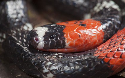 Khoa học vừa tìm ra một loài rắn mới, nhưng nơi tìm thấy nó thì không ai có thể tưởng tượng được
